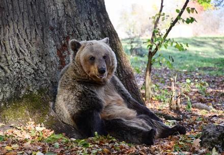 Bär sitzt entspannt an einem Baum