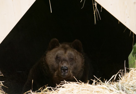 Bär Mark entspannt in seiner Höhle