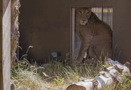Lioness Vasylyna at FELIDA Big Cat Sanctuary
