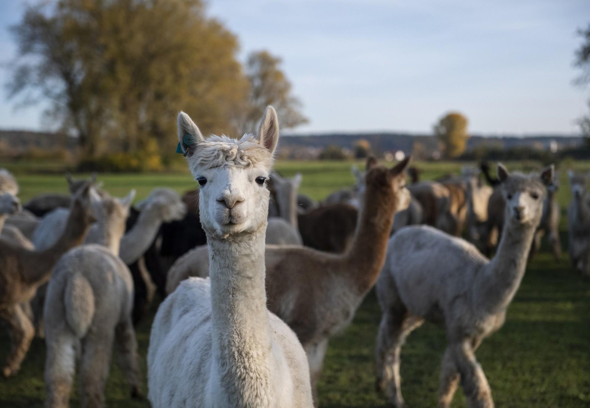 Alpaca Wool - FOUR PAWS in US - Global Animal Protection Organization