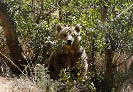L'ourse Lula de Mossul vit désormais au sein de la réserve d'Al Ma'wa en Jordanie
