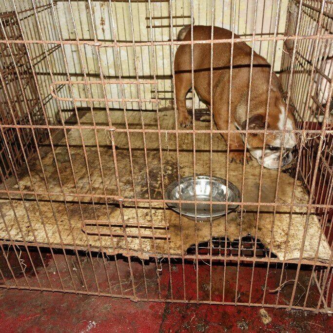 The Illegal Puppy Trade - FOUR PAWS International - Animal Welfare  Organisation