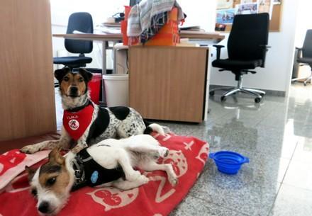 Des chiens au bureau