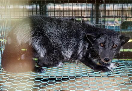 Fox at a cage in a fur farm