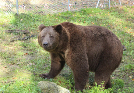 Bear Bakhmut