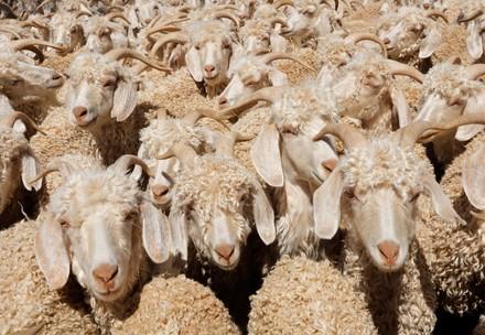 Angora goats suffering for mohair
