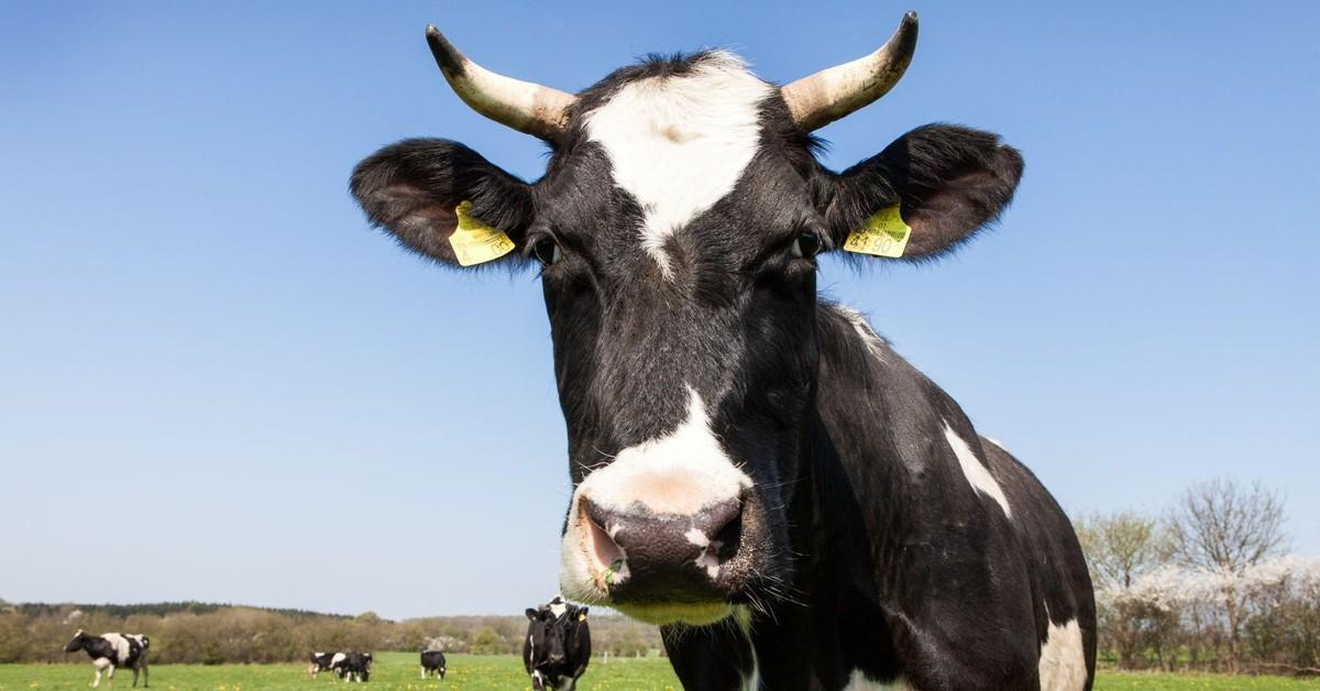 10 Facts about Dairy Cattle - FOUR PAWS International - Animal Welfare  Organisation