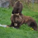 Brownbear Erich in the green grass, eating. Bear Emma in the background shows her back.