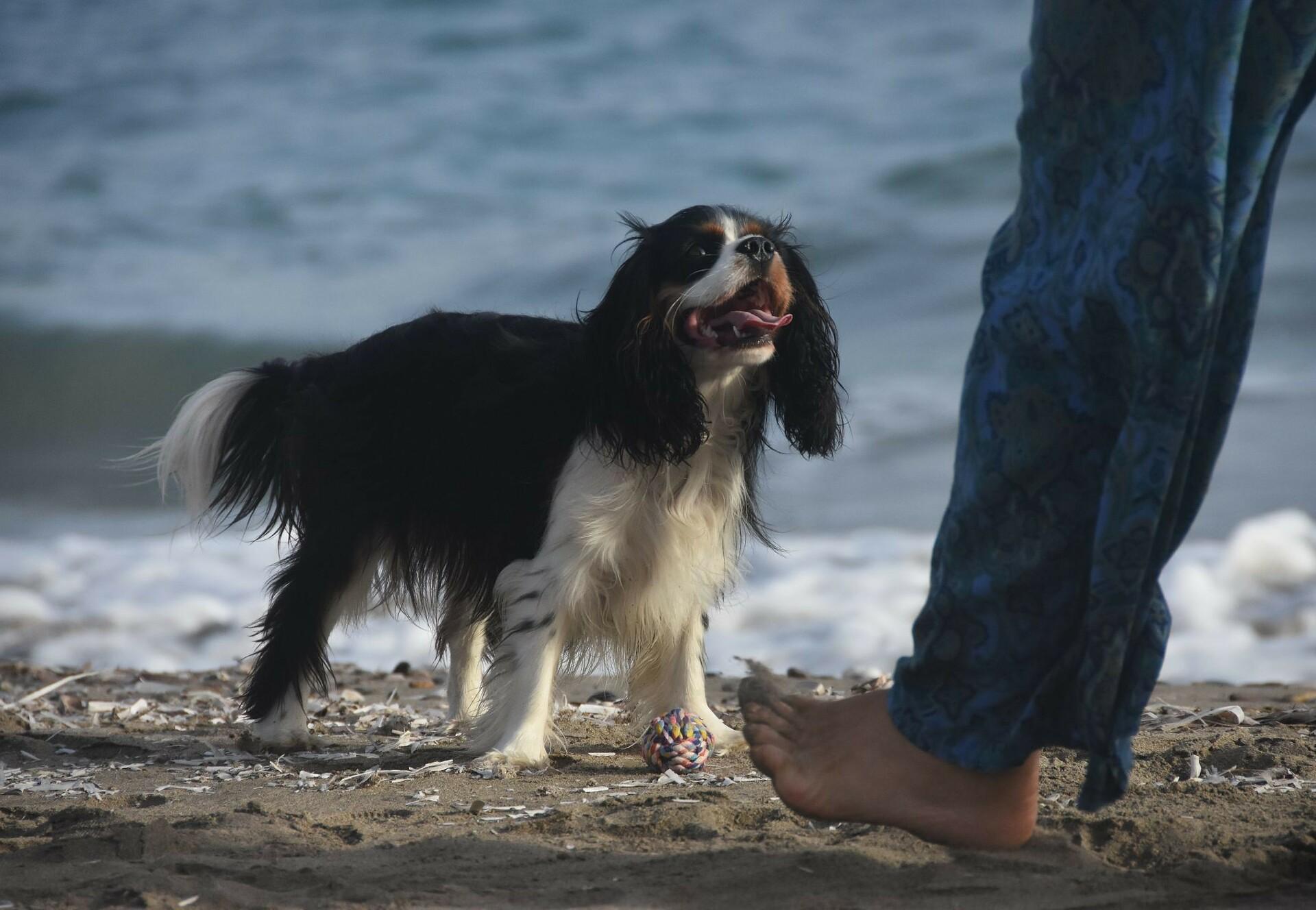 Stressfrei mit Hund in Urlaub - VIER PFOTEN Stiftung für in Deutschland