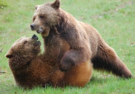 QUATRE PATTES vous apprend 10 choses à savoir sur les ours bruns