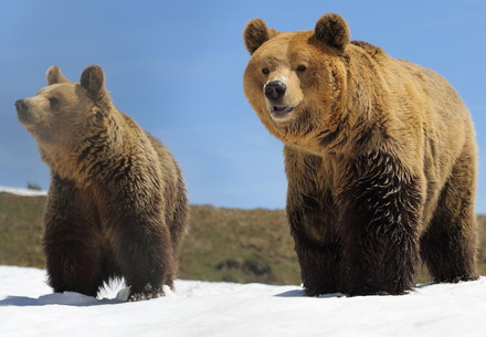 Les ours Amelia et Meimo à Arosa Terre des ours 