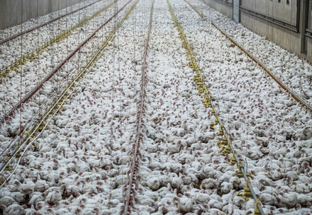 Thousands of chickens in a small broiler hall compleyx