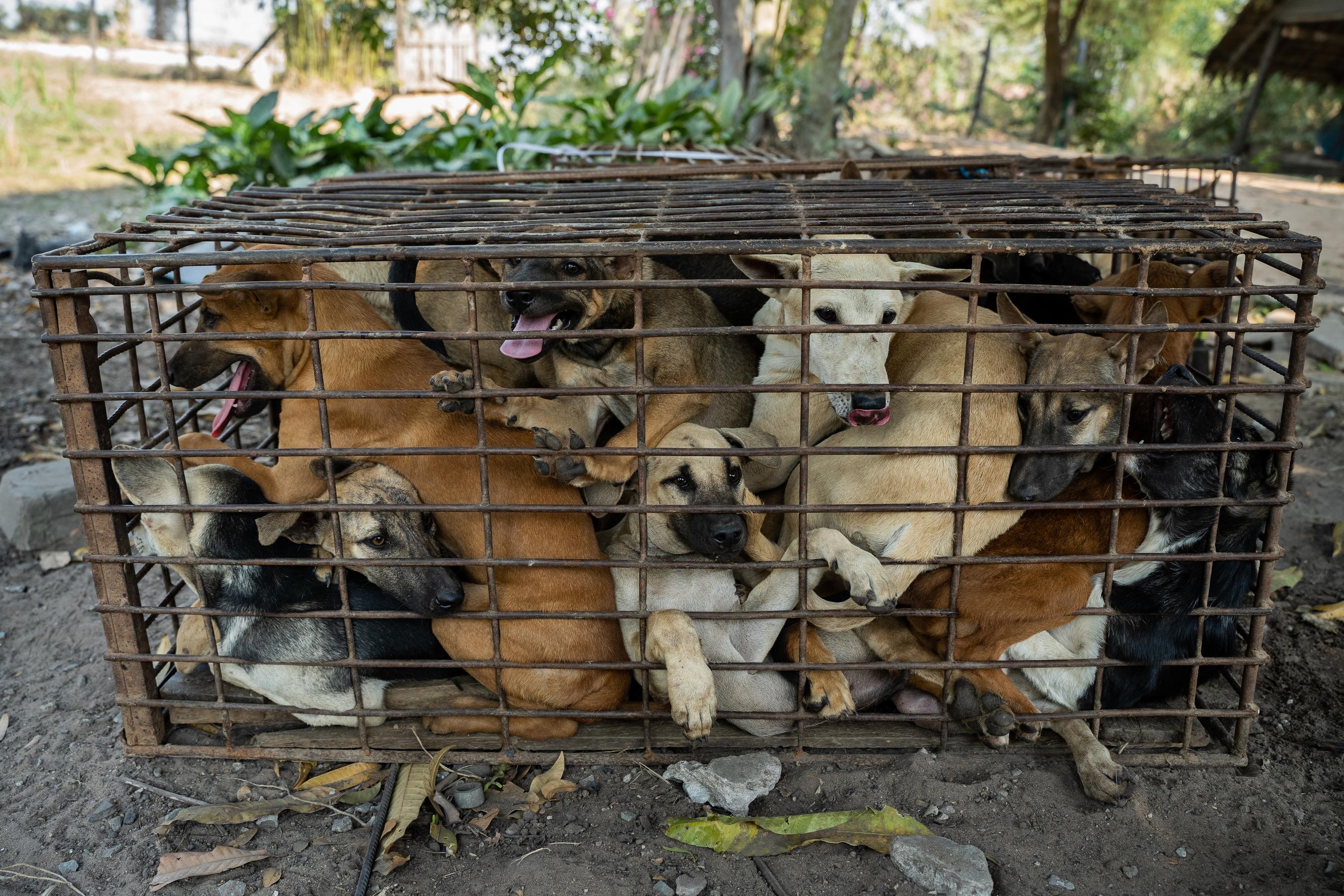 Interception of dogs in Siem Reap Cambodia.