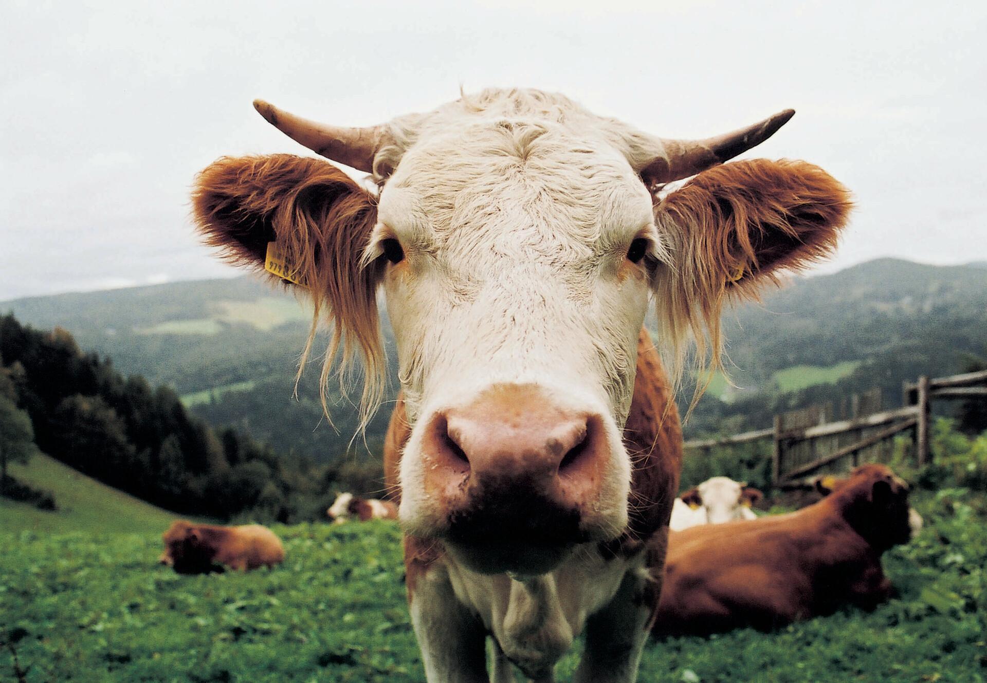 Jedes Horn ist wichtig - VIER PFOTEN in der Schweiz - Stiftung für  Tierschutz