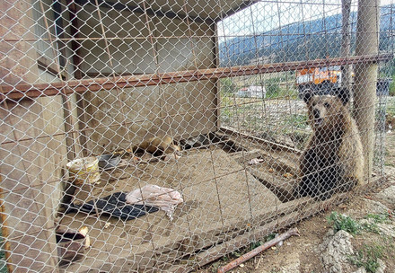 Berenwelpje achter tralies in Albanië 