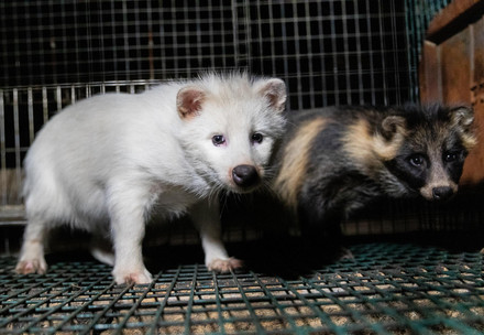 Two racoon dogs in a dirty cage on a fur farm