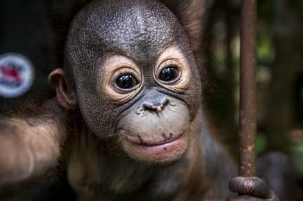 Orangutan Gerhana