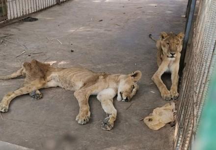 Die Löwen im Sudan