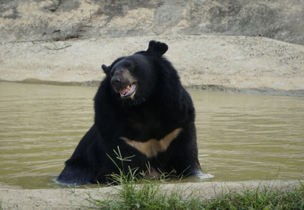 Asiatic black bear at BEAR SANCTUARY Ninh Binh