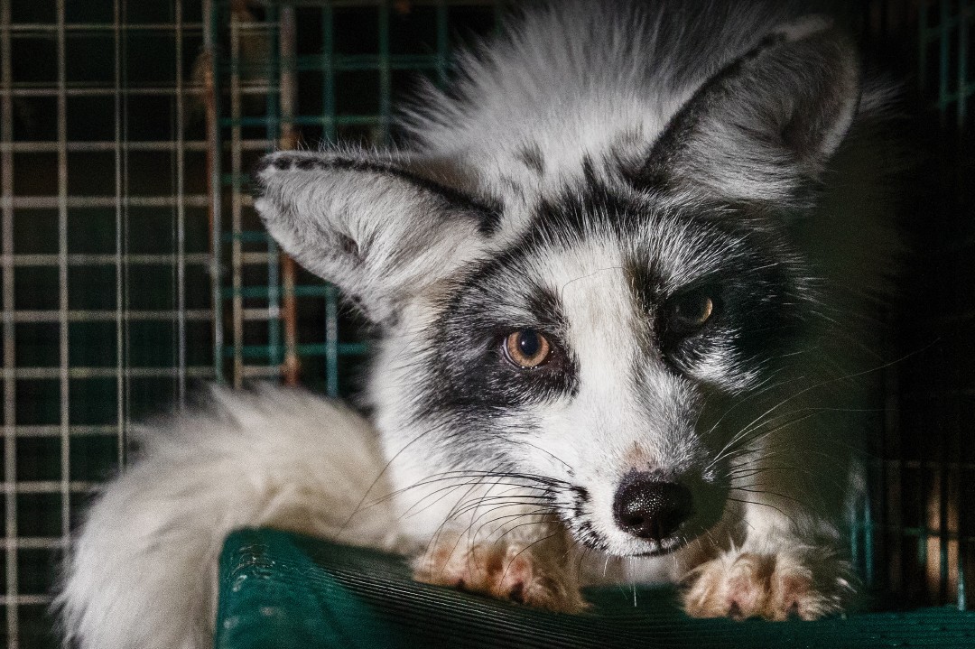 Fox in fur farm
