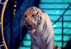 VIER PFOTEN begrüßt Wildtierverbot im Zirkus in Frankreich 
