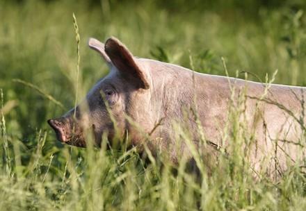 Un cochon en liberté dans les herbes hautes