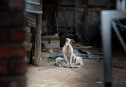 A chained dog in the town of Uniondale in South Africa