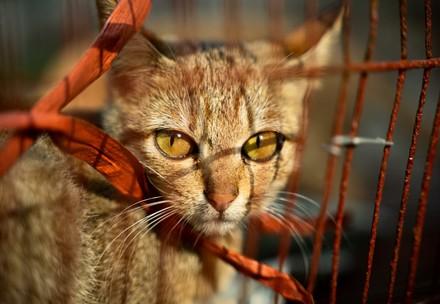 Cat in cages, victims of the dog and cat meat trade