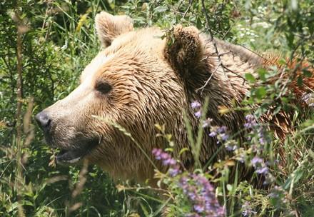 Les ours bruns dont s'occupe QUATRE PATTES