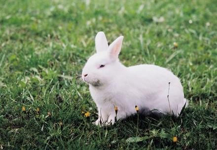 White rabbit on grass