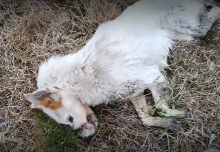 Hund Kasper nach der Sedierung durch den Tierarzt Moldawien