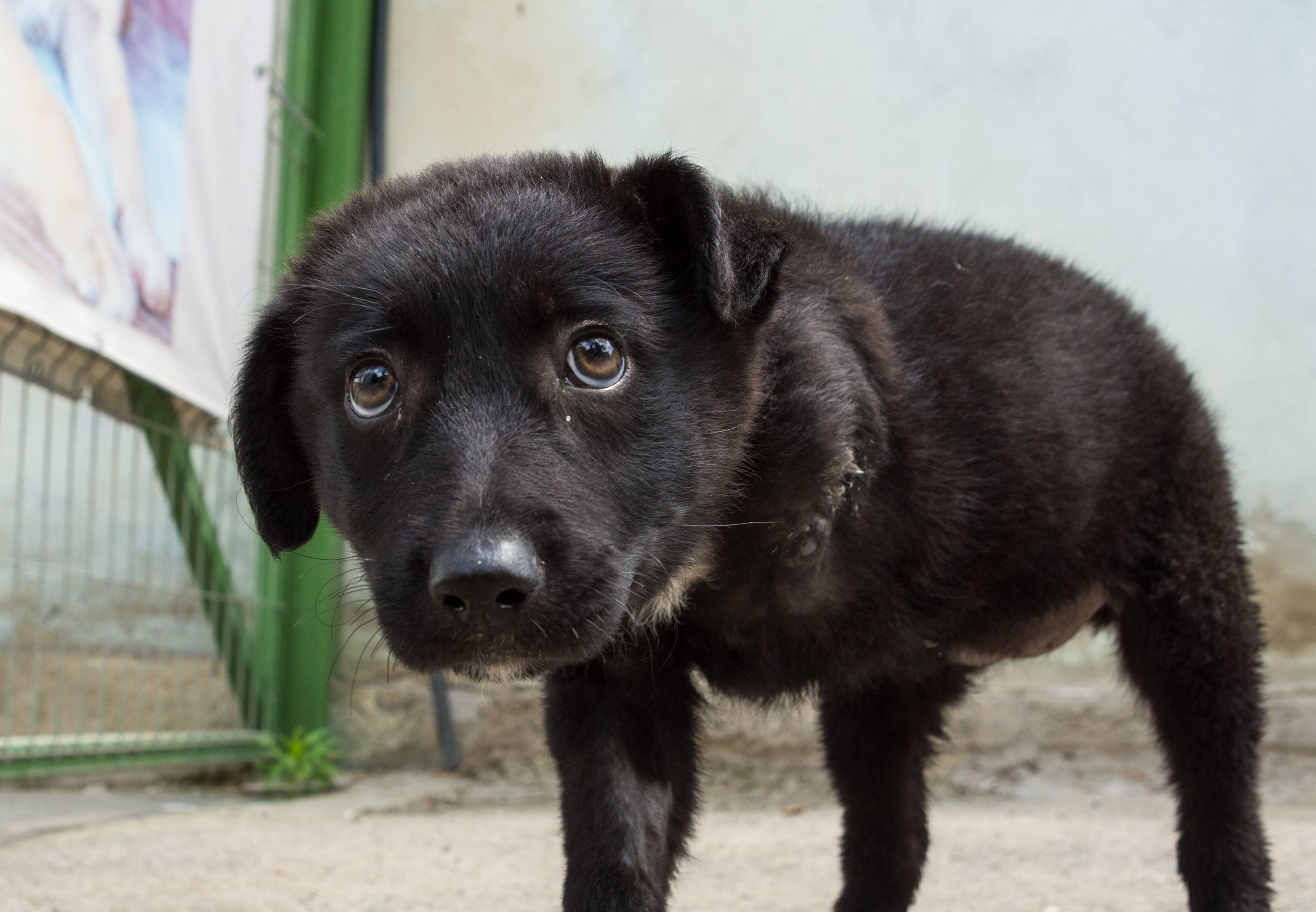 Rescue Dog Mia - FOUR PAWS International - Animal Welfare Organisation