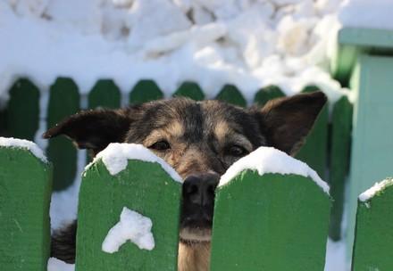 Bien prendre soin de son chien en hiver