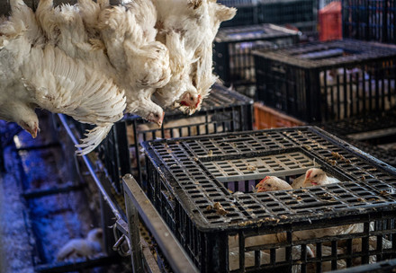 Poultry in a slaughterhouse