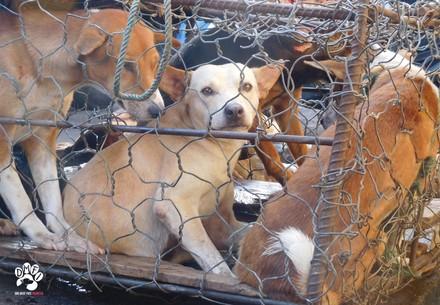 Tackling the cruel dog and cat meat trade in Asia