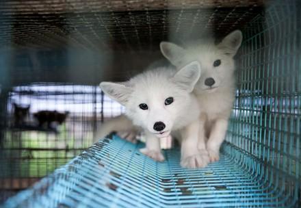 Maderhunde im Käfig auf einer Nerzfarm