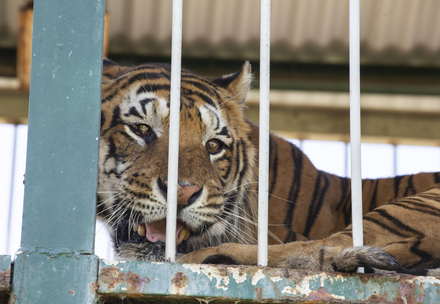 Tiger inside a cage