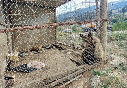 Two brown bear cubs held close to a restaurant in Albania