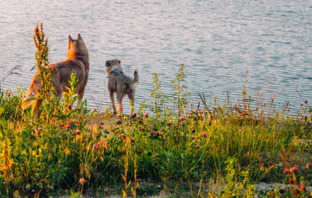 dogs by the river