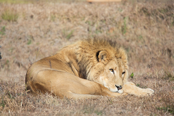 Lion Simba relaxing in the sun