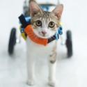 Cat on wheels