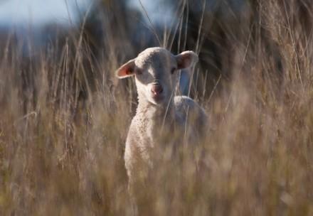 A cute Merino lamb looking at the camera