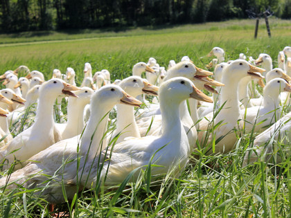 Group of geese