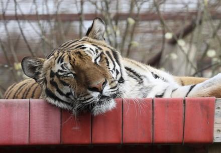 Tiger Tsezar in his hammock
