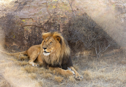 Lion Lubumbashi at LIONSROCK Big Cat Sanctuary