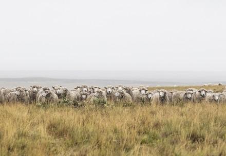 Des moutons en Australie 