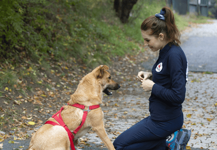 Shelter dog enjoying session with trainer