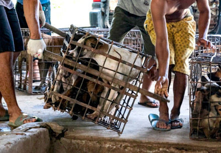 Dog meat trade a pandemic risk