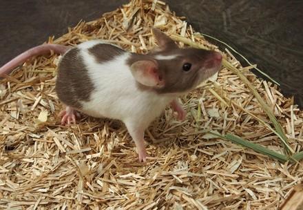 Petite mais très remarquable: la souris domestique