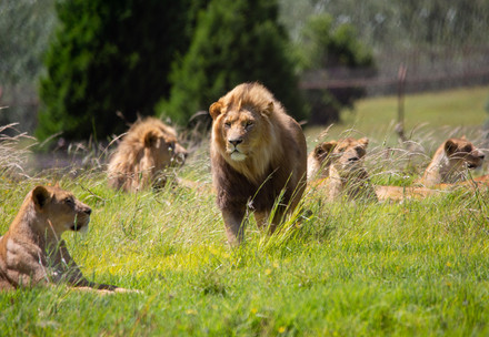 Lions LIONSROCK